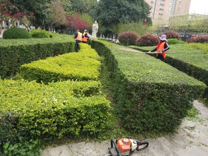 港区雍州路绿化工程